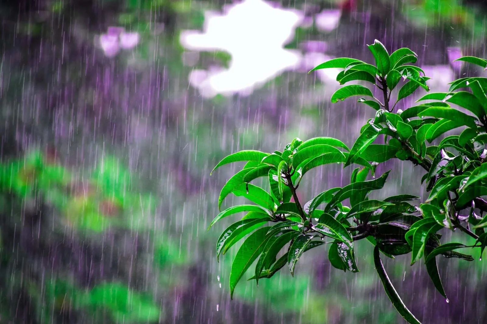 rain-forest