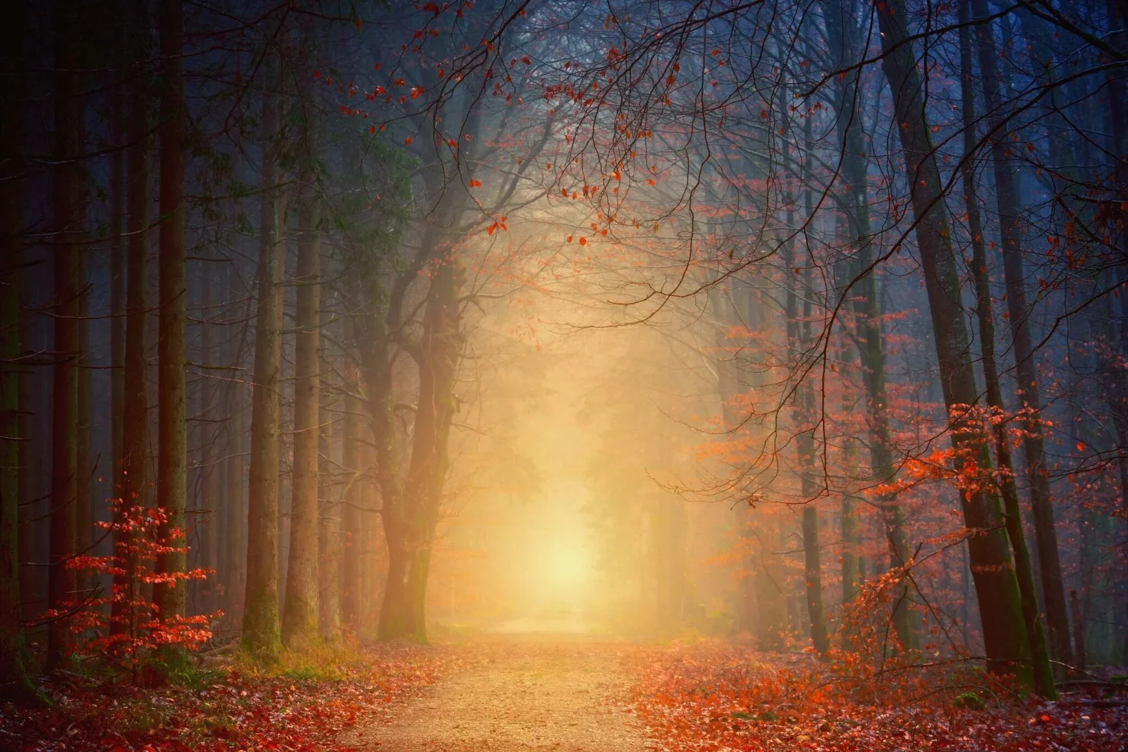 trees